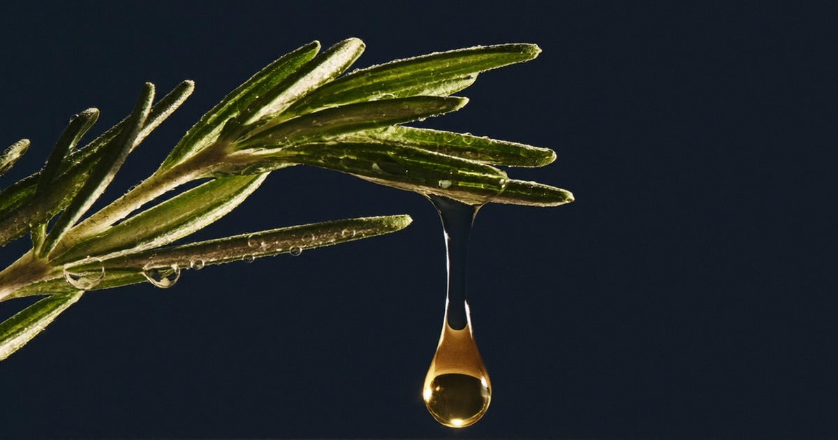 Brin de romarin frais avec goutte d'huile essentielle doree en suspension - actif anti-chute capillaire naturel